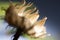 Dried Flower Macro