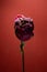 Dried flower peony like a rose over deep red background. close up