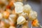 A dried flower physalis on blurred background