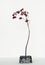 Dried Flower Sprig, Red Coral Bell