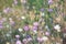 Dried flowers annual Immortelle beautiful wildflowers. Warm summer evening with a bright meadow at sunset. Beautiful natural