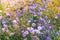 Dried flowers annual Immortelle beautiful wildflowers. Warm summer evening with a bright meadow at sunset. Beautiful natural