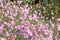 Dried flowers annual Immortelle beautiful wildflowers. Warm summer evening with a bright meadow at sunset. Beautiful natural