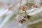 Dried flowers with branches Lavender