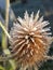 Dried flowers frost