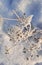 Dried flowers with inflorescences umbrellas in winter