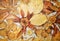 Dried flowers and leaves composition, artistic background for wallpaper, poster, label, sticker, layout, fabric