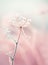 Dried flowers in a meadow in white hoarfrost. Magic photo of white hoarfrost on plants.