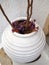 Dried Flowers in Whitewashed Urn