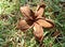 dried frangipani flowers