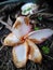 dried frangipani flowers