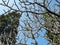 Dried frangipani tree branches against a blue sky background and two towering pine trees in a hotel garden.