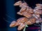 Dried fruits and leaves of golden train tree