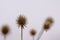 Dried fruits of a small teasel - Dipsacus pilosus