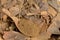 Dried ginkgo biloba leaves and powder isolated on white background