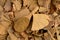 Dried ginkgo biloba leaves and powder isolated on white background.top view ,flat lay