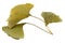 Dried Ginkgo biloba leaves in yellow green shade, isolated on white