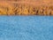 Dried golden high grass reeds reflecting in the water, in Vacare