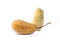 Dried gourd luffa fruit and natural scrubber isolate on white background