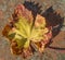 Dried grape vine leaf colored with the typical autumn hues on a colorful background