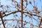 Dried grapes on vineyard on sunny winter day