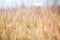 Dried Grass Background