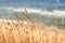 Dried grass at the seaside