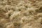 Dried grass texture