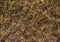 Dried grass texture. Straw or hay abstract background