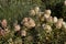 Dried green hydrangeas in the garden