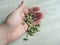 Dried green organic cardamom pods on male hand