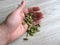 Dried green organic cardamom pods on male hand on wood