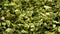 Dried green seaweed Laminaria ochroleuca. Sea food ingredient