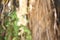 Dried hanging palm tree branches and green leaves of climber plant. Out of focus.