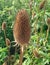 The dried head of a Dipsacus Sativus flower