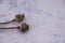 Dried heads with seeds  on white background - poppy stems