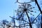 Dried Heracleum mantegazzianum in early Spring