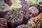 Dried herbs, flowers and arabic spices in the souk at Deira in D