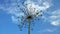 Dried hogweed flower against blue sky