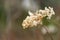 Dried Hydrangea Flower Head