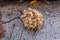 A dried hydrangea flower lies on the damp stone windowsill