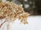 A dried hydrangea flower outdoors during winter.