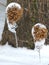 Dried Hydrangea Flowers with Snow and Icicles in Nature