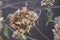 Dried hydrangea inflorescence, Hydrangea, late autumn, dried flowers, autumn background