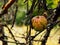 Dried inedible Apple on a dry tree