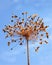 Dried inflorescence of allium