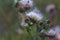 Dried inflorescences and Fluffy seeds thistle flower on a green background. Medicinal plant ecologically clean area. Floral backgr