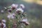 Dried inflorescences and Fluffy seeds thistle flower on a green background. Medicinal plant ecologically clean area. Floral backgr