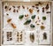 Dried insects collection