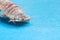 Dried isopod white woodlouse close-up isolated on a blue background with focus stacking copy space